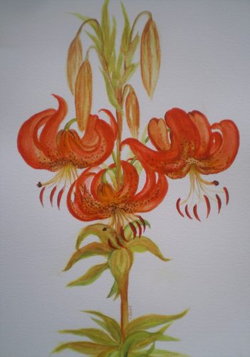 CD, Lily, watercolour